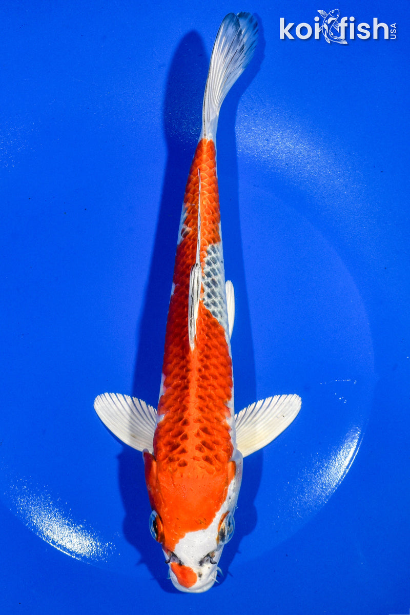 9" KUJAKU