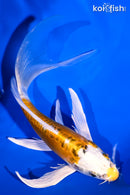 6.25" DOITSU KUJAKU BUTTERFLY