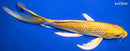 10.25" GINRIN YAMABUKI OGON BUTTERFLY