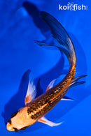 5.25" GINRIN ORENJI MATSUBA BUTTERFLY