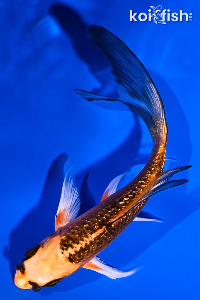 5.25" GINRIN ORENJI MATSUBA BUTTERFLY