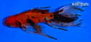 6.25" CALICO WATONAI GOLDFISH