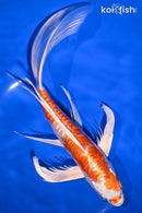 9.5" KIKUSUI BUTTERFLY