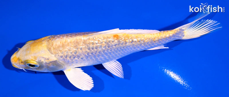 5.25" GINRIN YAMABUKI OGON