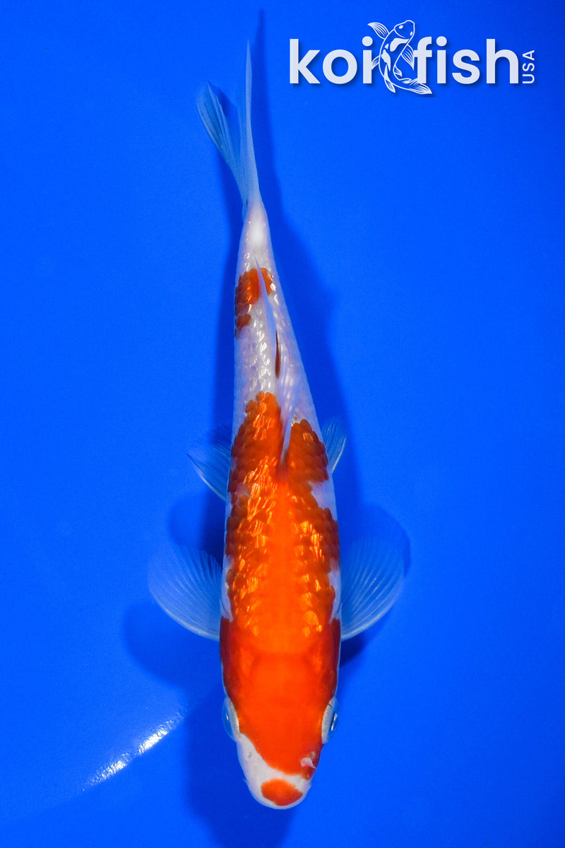 5.5" GINRIN KOHAKU