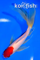 7" SARASA WATONAI GOLDFISH