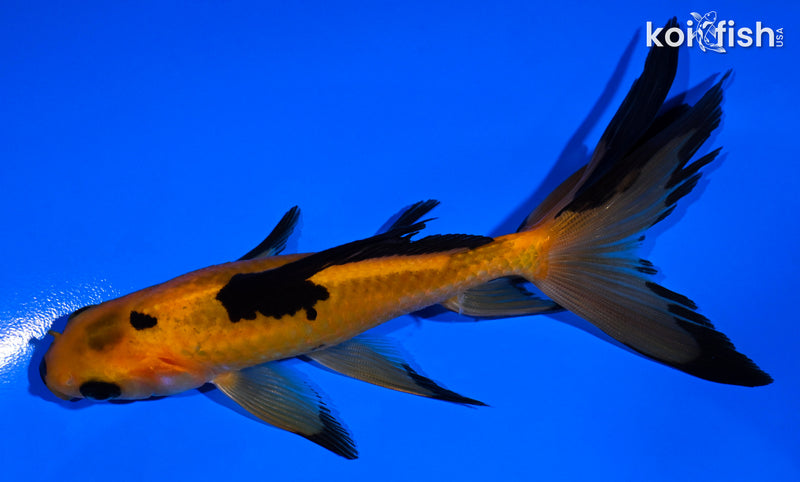 5" WATONAI GOLDFISH