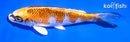 5.5" KUJAKU