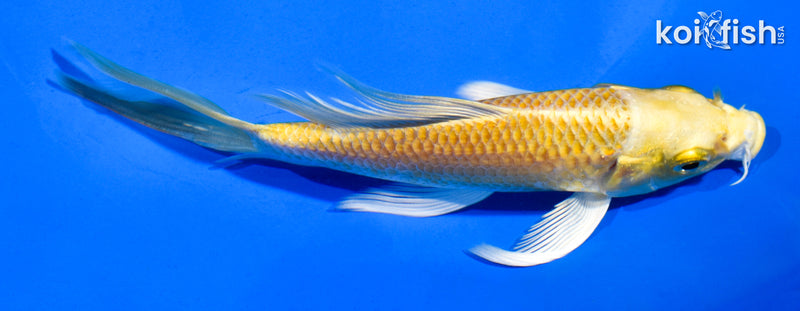 5" YAMABUKI OGON BUTTERFLY