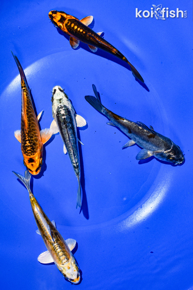 PACK OF (5) 3-4" STANDARD GHOST KOI