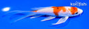 6" HARIWAKE BUTTERFLY