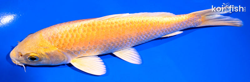 7.25" YAMABUKI OGON
