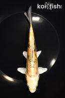 7.25" DOITSU KI BEKKO