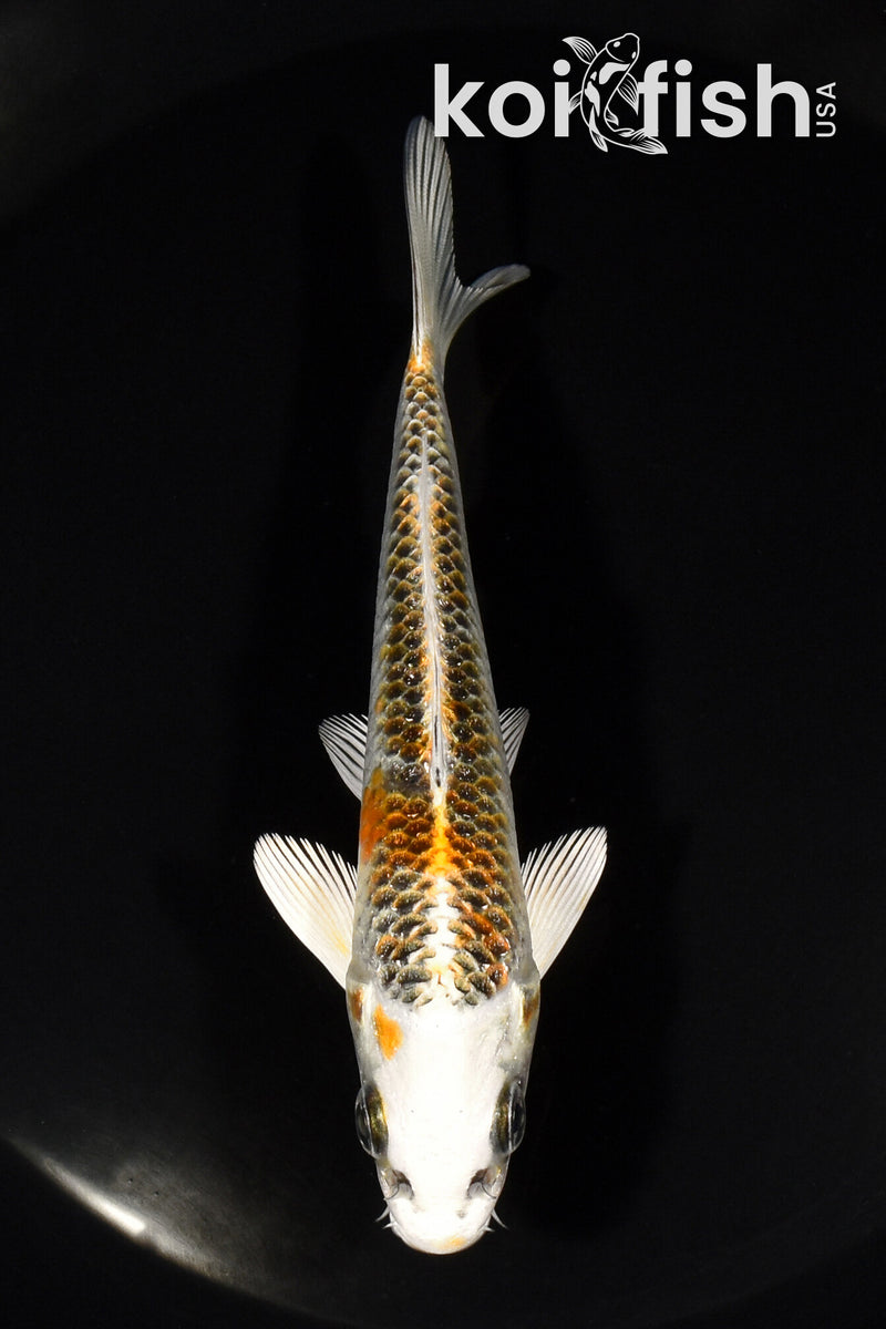 5" KUJAKU