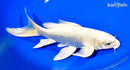 8.75" CREAMY OGON BUTTERFLY