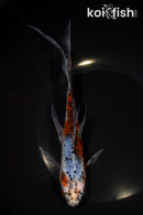 8.25" SHUBUNKIN GOLDFISH