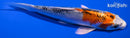 4.5" YAMATO NISHIKI