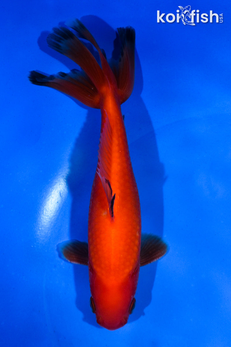 5.5" WAKIN GOLDFISH