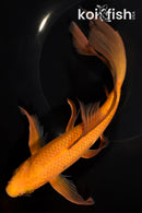 9.75" CHAGOI BUTTERFLY