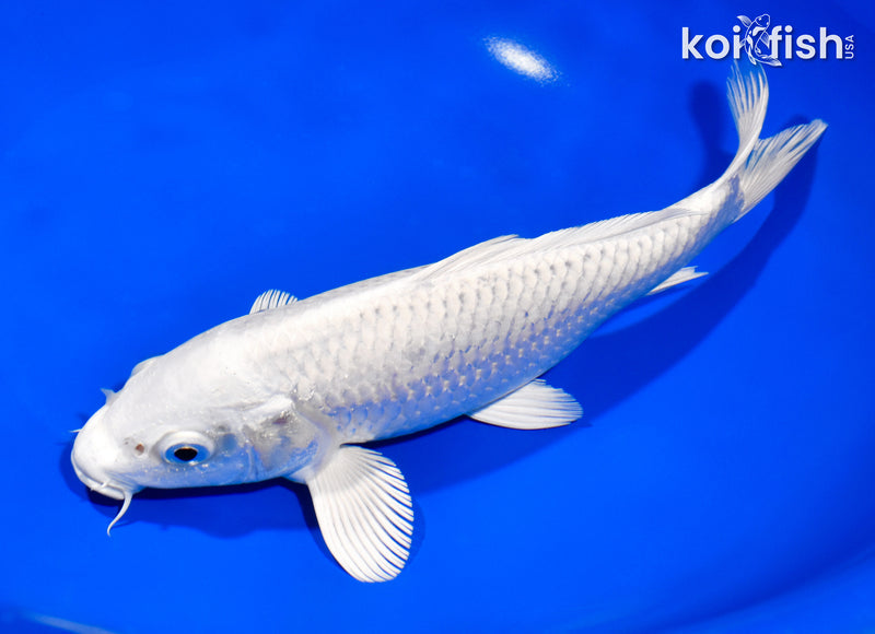 8.25" PLATINUM OGON