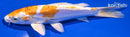 6.75" KIKUSUI