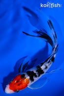 5.75" SANKE BUTTERFLY