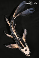 7.25" KIKOKURYU BUTTERFLY