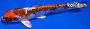 6.5" BENI KIKOKURYU