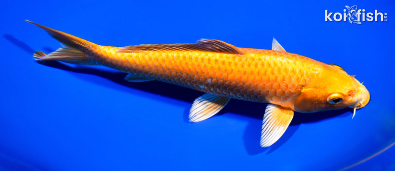 8.25" ORENJI OGON