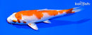 5.75" HARIWAKE