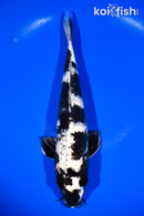 12.5" GIN SHIRO UTSURI