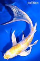 8" GINRIN LEMON HARIWAKE BUTTTERFLY
