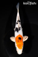 6.75" YAMATO NISHIKI