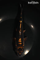 7.75' BENI KIKOKURYU