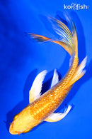 5.5" GINRIN YAMABUKI OGON BUTTERFLY