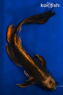 18" KIN KABUTO BUTTERFLY