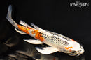 9.25" KUJAKU BUTTERFLY