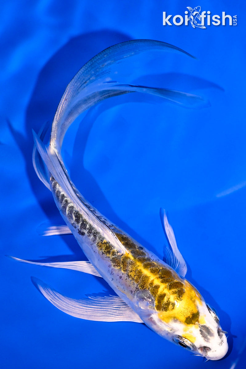 5.75" DOITSU KUJAKU BUTTERFLY