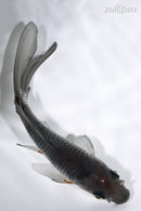 4.75" SORAGOI BUTTERFLY