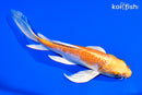 6.75" HARIWAKE BUTTERFLY