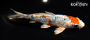 6.25" ARAGOKE HEISEI NISHIKI