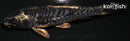 4.5" KIKOKURYU