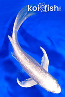 7" GINRIN PLATINUM OGON BUTTERFLY