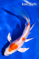 5.25" HARIWAKE BUTTERFLY