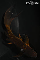 5.5" GINRIN CHAGOI BUTTERFLY