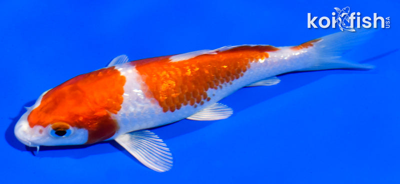 5" GINRIN HARIWAKE