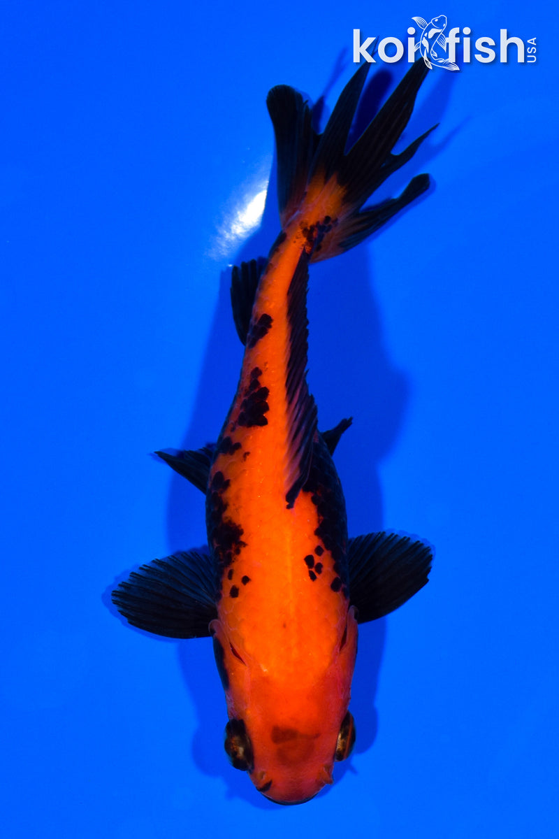 4.5" WAKIN GOLDFISH