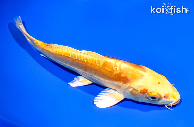 8.25" DOITSU YAMABUKI OGON