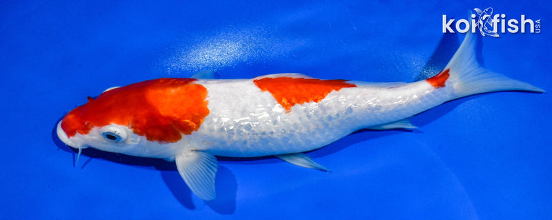 9.5" GINRIN SANDAN KOHAKU