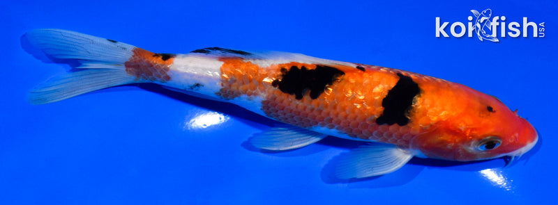 7" GINRIN SANKE